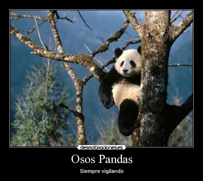 carteles oso osos panda pandas vigilando siempre desmotivaciones