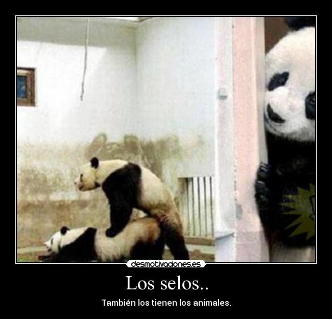 Los selos.. - 