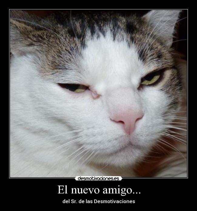 El nuevo amigo... - 