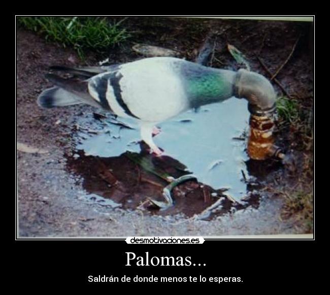 Palomas... -