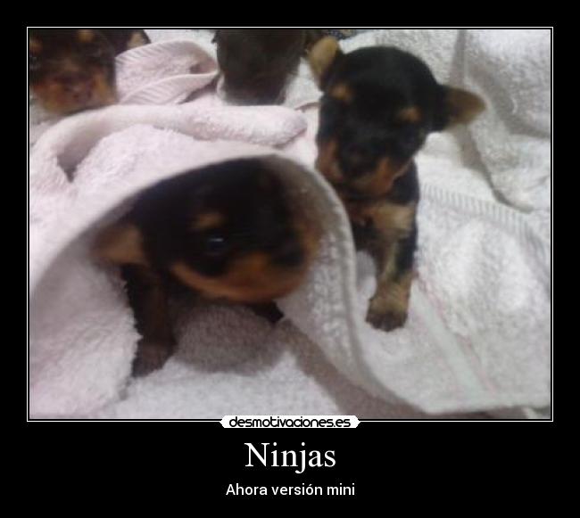 Ninjas - Ahora versión mini