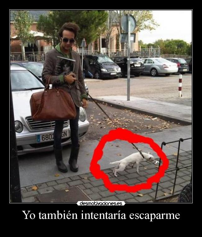 carteles perro desmotivaciones