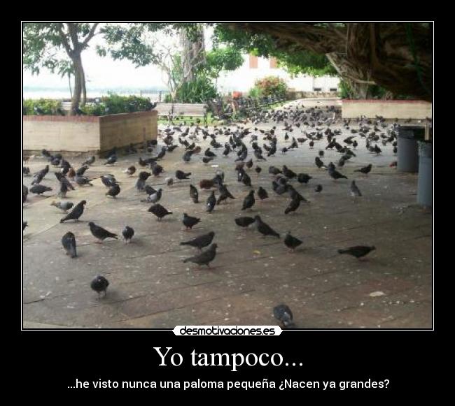 Yo tampoco... -