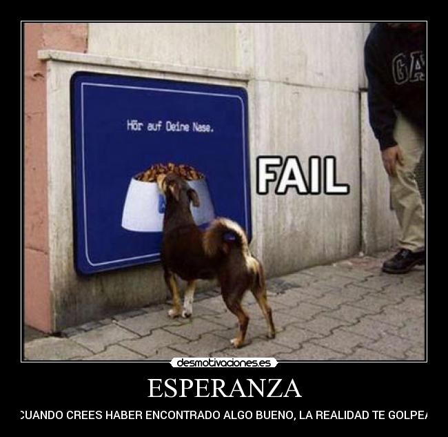 carteles esperanza esperanza perros desmotivaciones