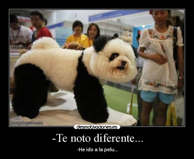 -Te noto diferente... - -He ido a la pelu...