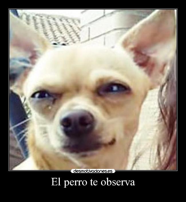 El perro te observa -
