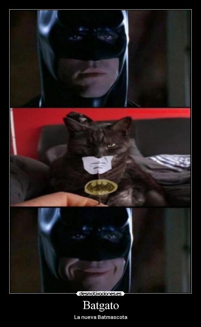 carteles gato desmotivaciones