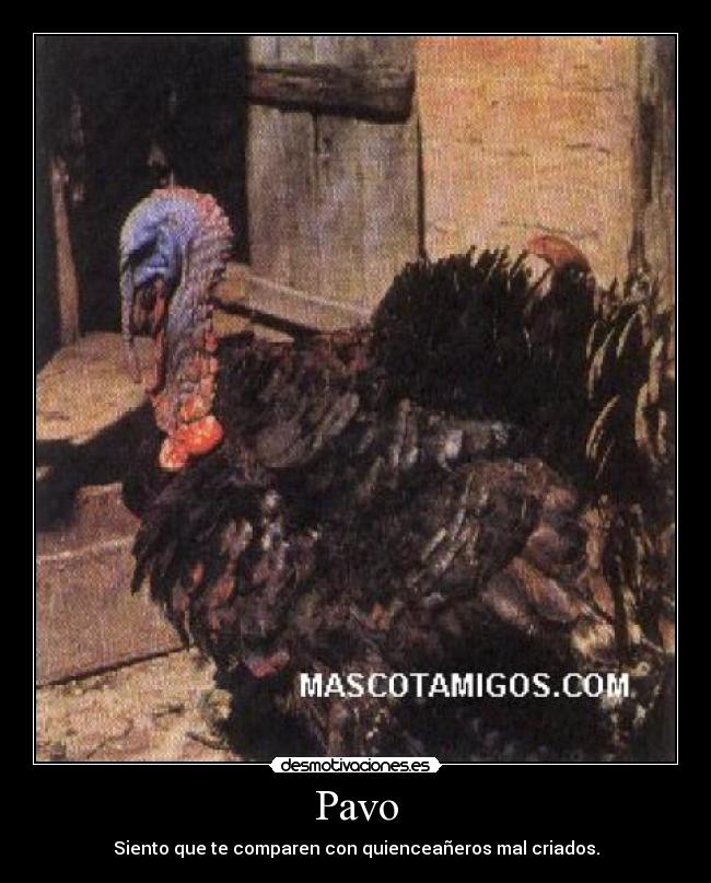 Pavo -