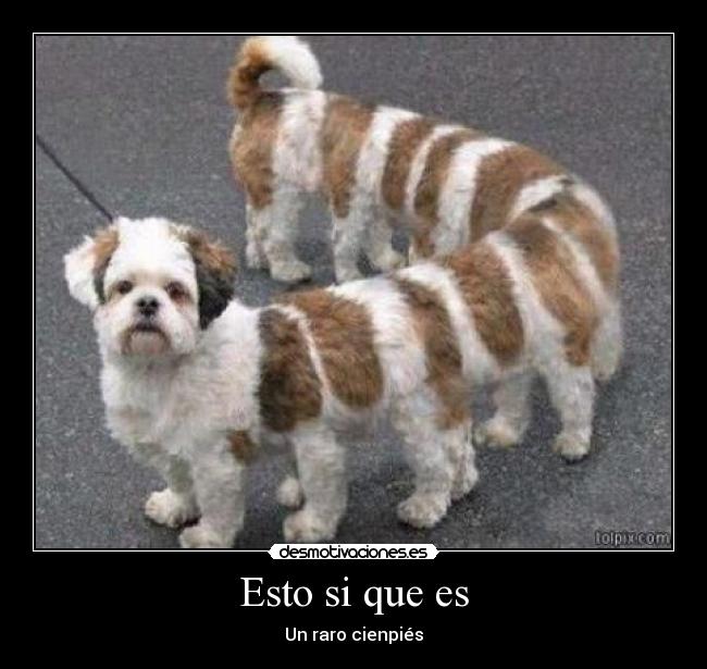 Esto si que es - Un raro cienpiés