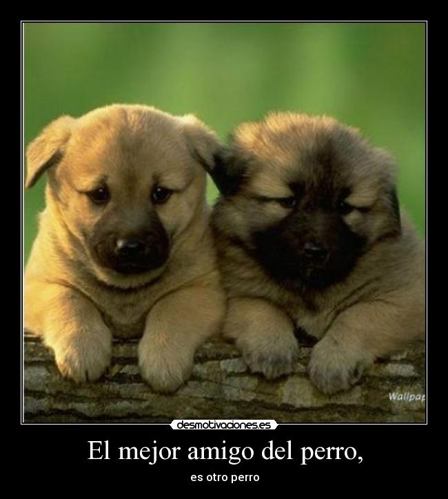 El mejor amigo del perro, - 