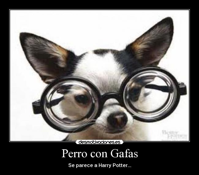 Perro con Gafas - Se parece a Harry Potter...