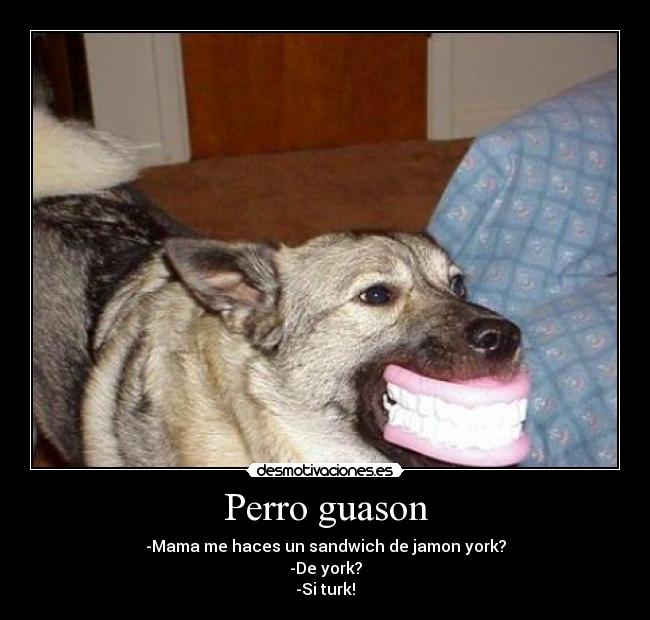 Perro guason -