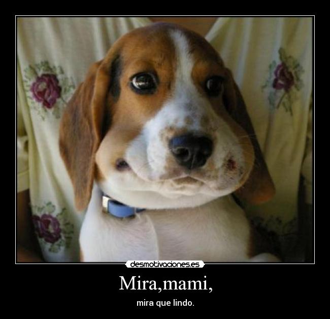 Mira,mami, - mira que lindo.