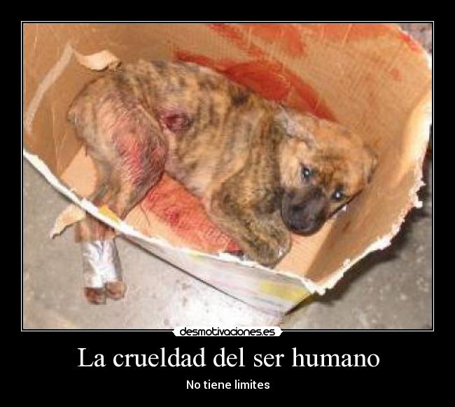 La crueldad del ser humano - No tiene limites