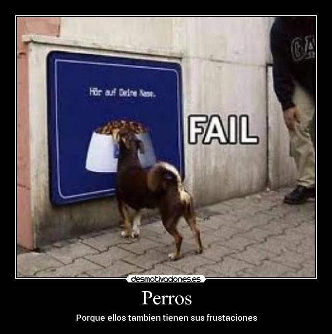 Perros - Porque ellos tambien tienen sus frustaciones