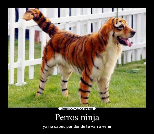 carteles perro tigre ninja desmotivaciones