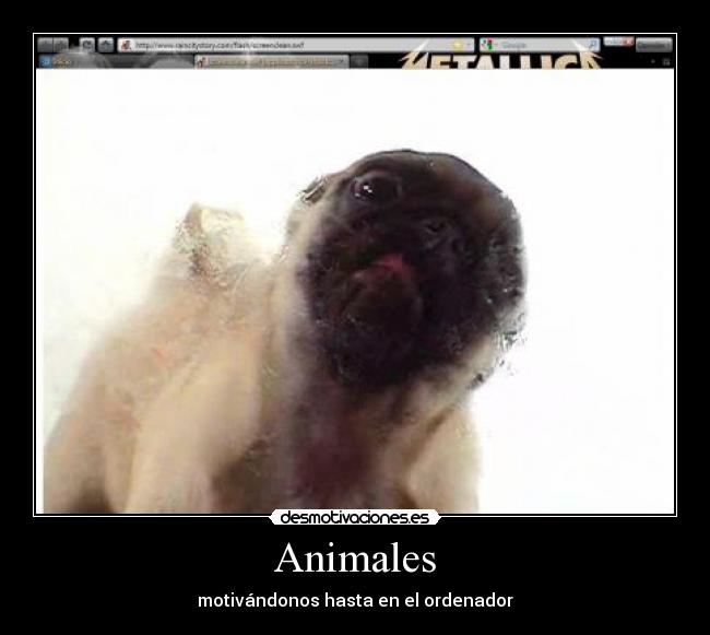 Animales - motivándonos hasta en el ordenador