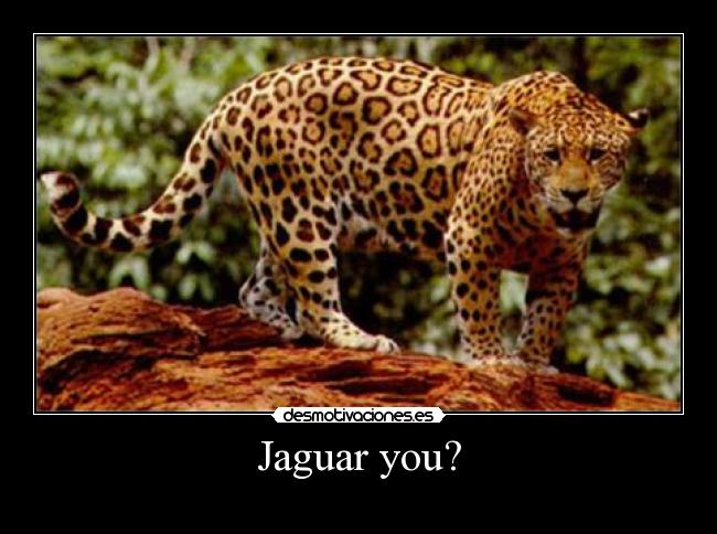 Jaguar you? - 