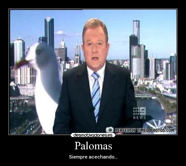 carteles palomas desmotivaciones