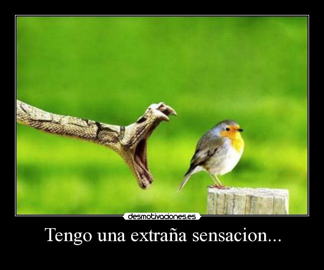 Tengo una extraña sensacion... -