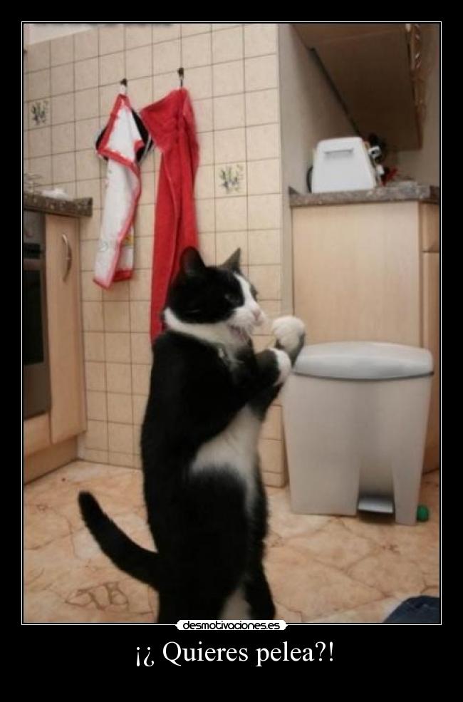 ¡¿ Quieres pelea?! -