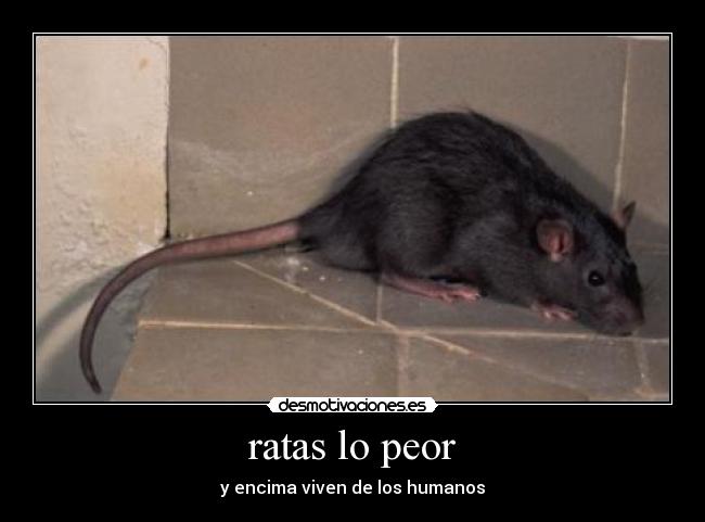 ratas lo peor - y encima viven de los humanos