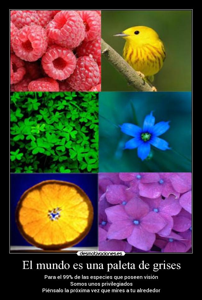 El mundo es una paleta de grises - 