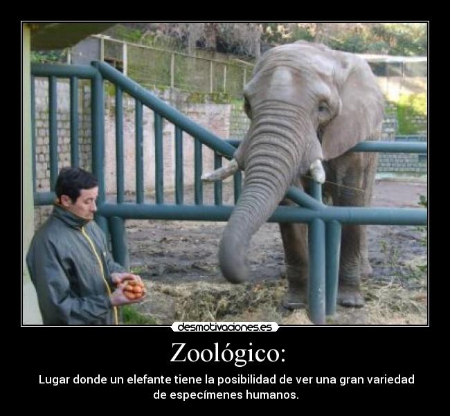 Zoológico: -