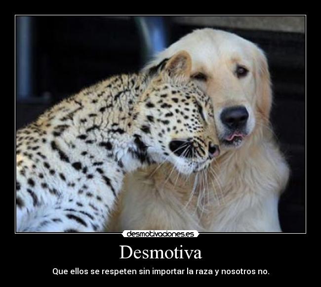 carteles antirracismo animalesperroleopardodesmotivademo desmotivaciones