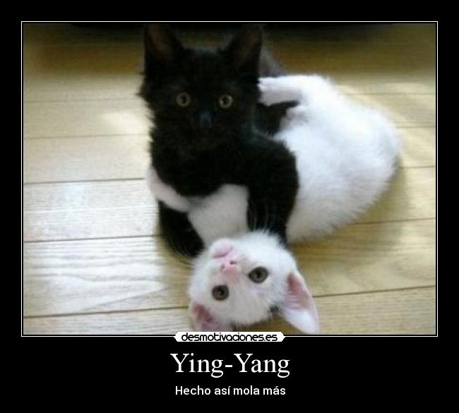 Ying-Yang - 