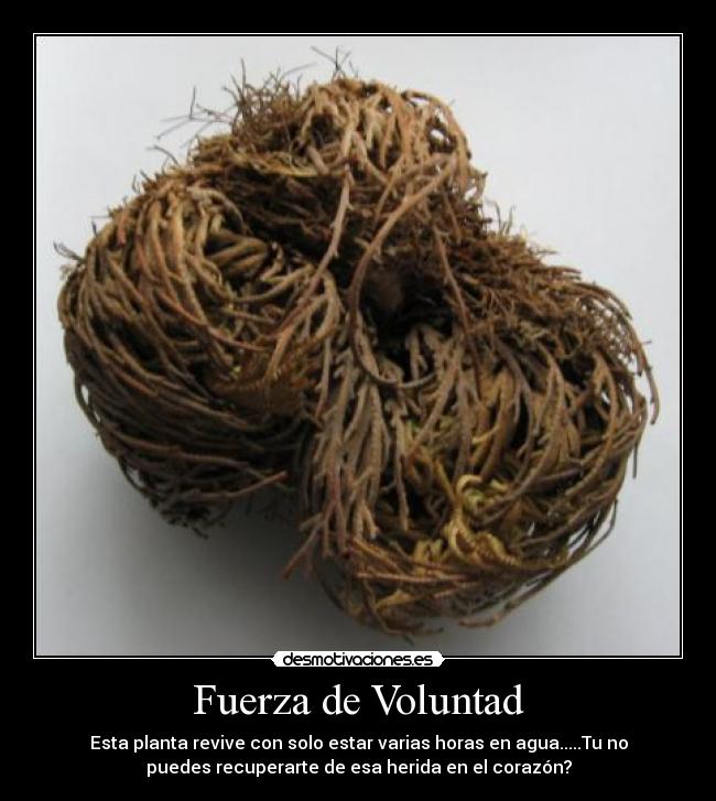 Fuerza de Voluntad - Esta planta revive con solo estar varias horas en agua.....Tu no
puedes recuperarte de esa herida en el corazón?