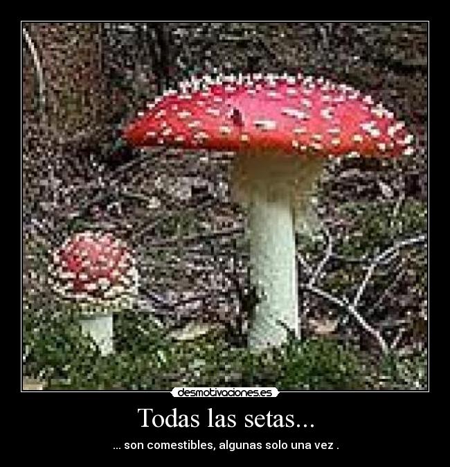 Todas las setas... - 