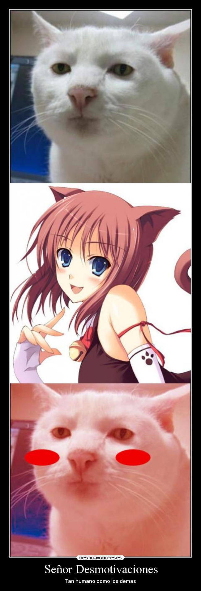 carteles desmotivaciones gato alberti anime desmotivaciones