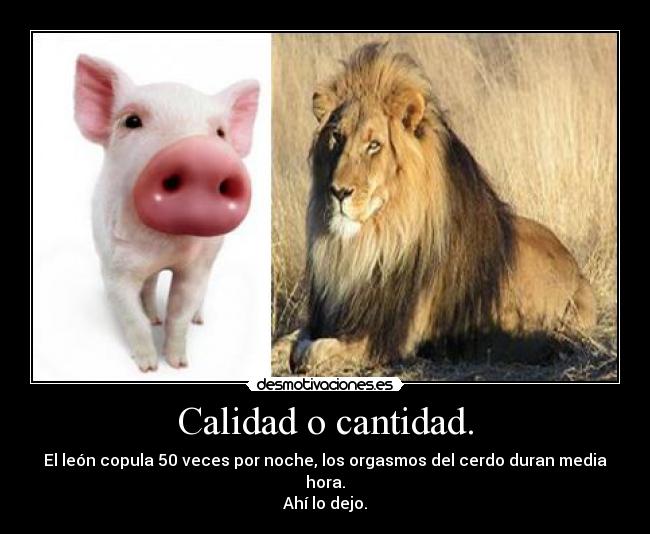 Calidad o cantidad. - El león copula 50 veces por noche, los orgasmos del cerdo duran media hora.
Ahí lo dejo.