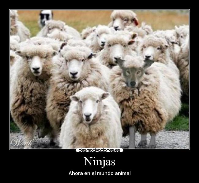Ninjas -