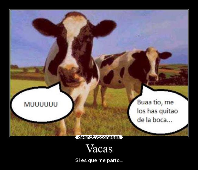 Vacas -