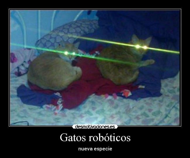 carteles gatos gatosgatos robot lol desmotivaciones