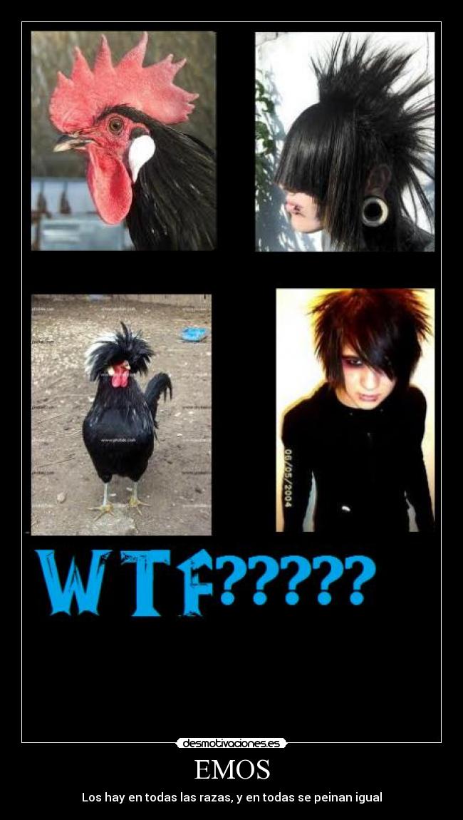 EMOS - Los hay en todas las razas, y en todas se peinan igual