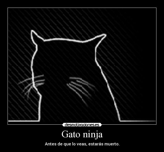 Gato ninja - 