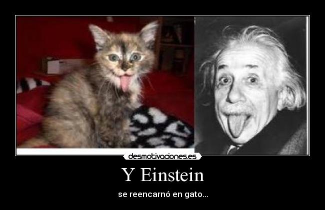 Y Einstein -
