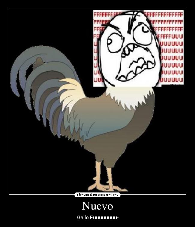 Nuevo - Gallo Fuuuuuuuu-