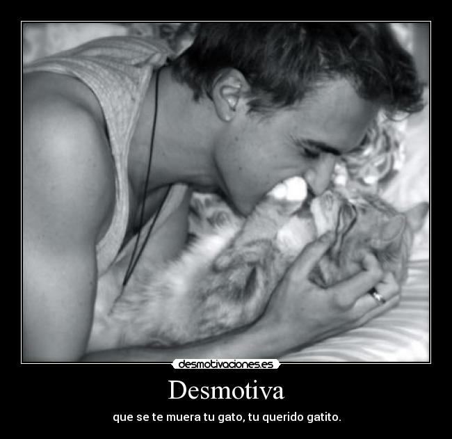 Desmotiva - que se te muera tu gato, tu querido gatito.