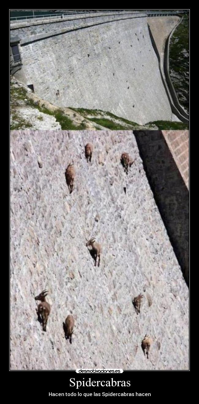 Spidercabras - Hacen todo lo que las Spidercabras hacen