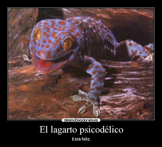 El lagarto psicodélico - Está feliz.