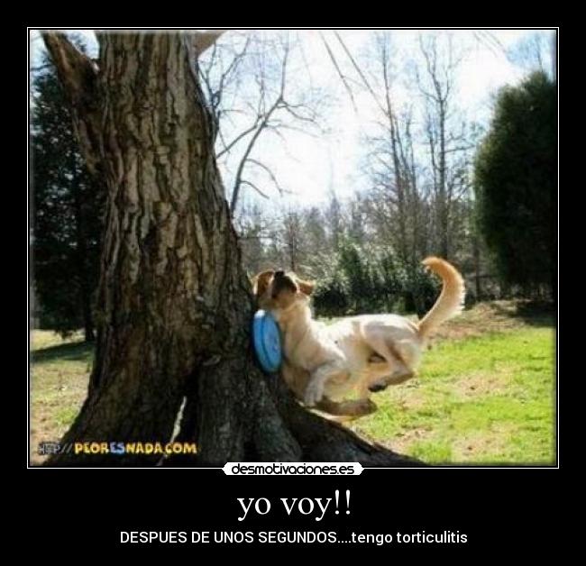 yo voy!! - 