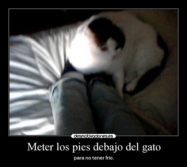 Meter los pies debajo del gato - para no tener frío.