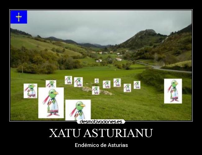 XATU ASTURIANU - Endémico de Asturias