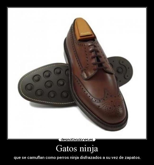 Gatos ninja - que se camuflan como perros ninja disfrazados a su vez de zapatos.