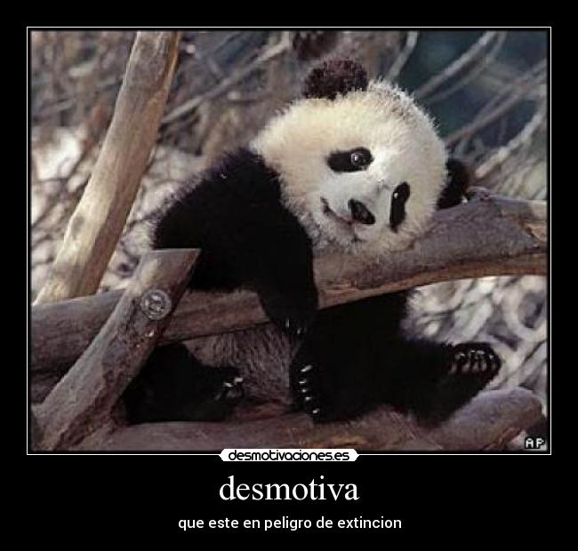 carteles osos pandas desmotivaciones