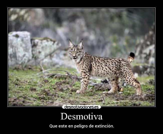 Desmotiva -